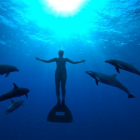 ‘The Cove’ és un premiat documental sobre la matança periòdica de dofins al Japó.