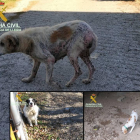 Imagen de tres de los perros que estaban en malas condiciones. 