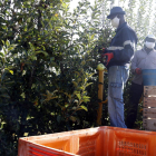 Imagen del pasado verano de labores de recolección de fruta en una finca de Penelles.