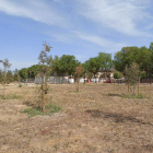 Imagen de los últimos árboles plantados en el bosque urbano de Magraners. 