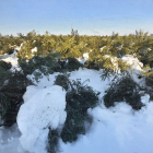 Oliveres arrasades pel pes de la neu sobre les branques.