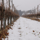 Imagen de viñedos captada el jueves aún con mucha nieve.