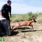 Un agent rural alliberant el cabirol a l’espai natural de Mas de Melons.
