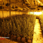 Una imatge de la plantació de marihuana descoberta en un magatzem de Rosselló.