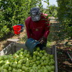 El sector frutícola puede entrar en el paquete de ayudas a la renta. 