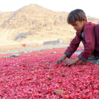 La covid aumenta el trabajo infantil y aleja la meta de erradicarlo en 2025