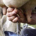Llum verda a una nova regulació en la venda de llet crua