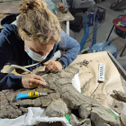 La restauració de les restes fòssils de la pelvis de la gran tortuga al museu Dinosfera.