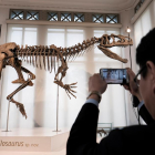 "Arkhane", el esqueleto de un alosaurio de hace 155 millones de años