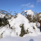 Un agricultor mostrava el passat dia 11 els efectes de la nevada en oliveres de Cervià de les Garrigues.
