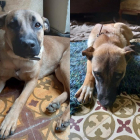 Imatge dels dos gossos trobats a Selvanera.