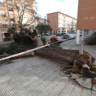 Operarios trabajando para retirar un árbol en la Mariola.