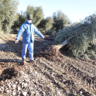 Ramon señala el lugar en el que estaba plantado el olivo derribado, que fue desplazado por el viento.