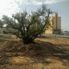 Una de les oliveres plantades en un espai de la localitat.