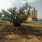 Uno de los olivos plantados en un espacio de la localidad. 