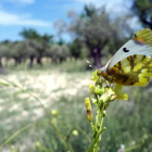 Un exemplar de la papallona ‘Zegris eupheme’.