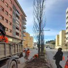 Operarios plantan los primeros árboles en avenida de Madrid ayer.