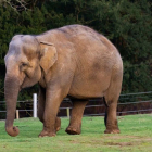 Un elefant