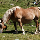 Imagen de un caballo con un collar GPS. 