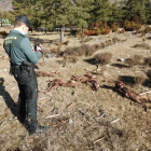 Un agent de la Guàrdia Civil fa una foto dels animals morts que es van trobar.