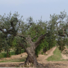 Tretze noves varietats d'olivera al Pallars
