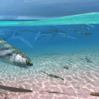Descobreixen 450 fòssils marins al Solsonès