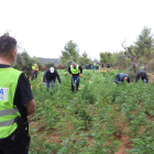Imagen de la plantación desmantelada el miércoles en L’Albagés en la que hallaron 3.462 plantas. 