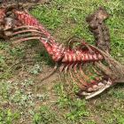 Los restos del potro victima del oso, según su propietario.