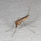 Un mosquit comú