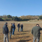 Un campo de colza arrasado por los corzos en el municipio de Biosca, en la Segarra.