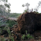 Un pino arrancado por el supuesto tornado en el interior del término municipal de la Ametlla de Mar.