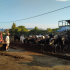 El ganadero Manel Olsina en su explotación de bovino de leche, en Tremp.