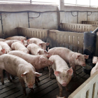 Imagen de una granja de producción de cerdos en el término de Alcarràs.