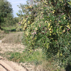 Imagen de una finca de olivos en la población de Maials.