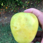 Una poma malmesa per la pedregada en un cultiu de La Sentiu de Sió.