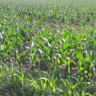 Imagen de archivo de un campo de maíz en Lleida.