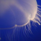 Los tentáculos de la medusa se clavan en la piel e inoculan el veneno.