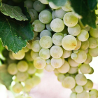 La uva, una tradición imprescindible de la Noche de Fin de Año.