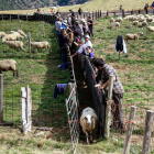 El gran ramat d’una dotzena de ramaders del Sobirà.