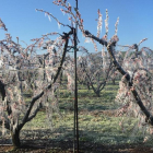 El reg per aspersió va permetre cobrir de gel aquests arbres per protegir-los del fred extrem.