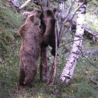 Una óssa i un cadell fotografiats l’estiu passat al Pallars.