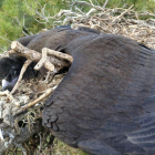 El animal murió en su propio nido en la reserva de Boumort. 