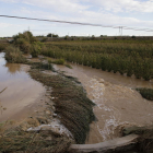 Frutales de L’Horta de Lleida tras las inundaciones de 2019.