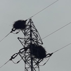 Els nius que han construït les aus a la línia elèctrica.