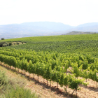 Vista general de vinyes a la zona de Tremp.