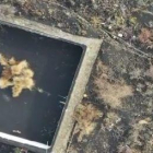 Un gat atrapat en un estany per la lava de La Palma