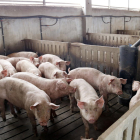 Imagen de archivo de una explotación de cerdos en Alcarràs.