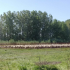 Parte del rebaño de las 800 ovejas que están en Rufea. 