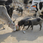 Una turba mata a un cristiano sospechoso de acabar con la vida de una vaca sagrada en India