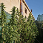 La policia local de les Borges comissa 60 quilograms de marihuana